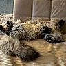 beige, blanket, cat, comfort, couch, cozy, cute, feline, fluffy, fur, home, indoor, napping, paws, pet, relaxed, resting, sleeping, tail, whiskers