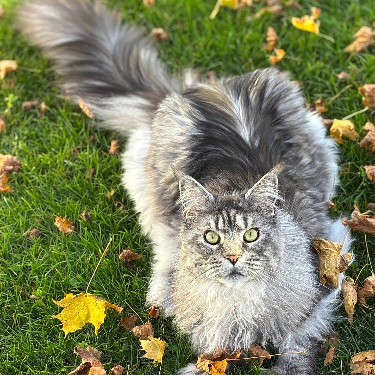 Tango