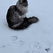 Tango a rejoint le concours — aidez-le/la à gagner de superbes lots ! cat, snow, paw_prints, animal, outdoor, winter, gray_cat, fluffy, feline, nature, cold, fur, quiet, serene, sitting, wildlife, mammal, pet, footprints, frozen