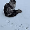 cat, snow, paw_prints, animal, outdoor, winter, gray_cat, fluffy, feline, nature, cold, fur, quiet, serene, sitting, wildlife, mammal, pet, footprints, frozen
