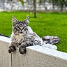 animal, cat, concrete, ears, feline, fluffy, focused, garden, grass, gray_cat, greenery, ledge, nature, outdoor, pet, portrait, relaxed, resting, tail, whiskers