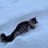 Tango a rejoint le concours — aidez-le/la à gagner de superbes lots ! cat, snow, outdoor, animal, fluffy, gray, winter, fur, tail, nature, cold, landscape, pet, mammal, wildlife, cute, quiet, soft, feline, exploration