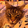 animal, bed, blanket, cat, close_up, cozy, cute, ears, feline, fur, indoor, maine_coon, muzzle, pattern, pet, portrait, relaxed, resting, soft_light, whiskers