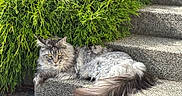 Tango participe au concours pour gagner de l'argent avec cette photo : animal, cat, daylight, eyes, fluffy, fur, gray, greenery, long_hair, nature, outdoor, pet, quiet, relaxed, resting, shrub, steps, stone, sunlight, tail