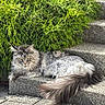 animal, cat, daylight, eyes, fluffy, fur, gray, greenery, long_hair, nature, outdoor, pet, quiet, relaxed, resting, shrub, steps, stone, sunlight, tail