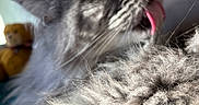 Tango a rejoint le concours — aidez-le/la à gagner de superbes lots ! cat, fluffy, gray, tongue, licking, grooming, closeup, whiskers, feline, pet, indoor, soft_light, blurred_background, teddy_bear, cozy, relaxed, fur, animal, cute, sleepy