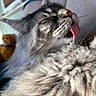 cat, fluffy, gray, tongue, licking, grooming, closeup, whiskers, feline, pet, indoor, soft_light, blurred_background, teddy_bear, cozy, relaxed, fur, animal, cute, sleepy