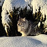 Tango a rejoint le concours — aidez-le/la à gagner de superbes lots ! cat, snow, evergreen, outdoor, winter, animal, fur, sunlight, nature, wildlife, forest, cold, mammal, pet, fluffy, green, shadows, daylight, profile, curious