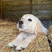 Abby participe au concours pour gagner de l'argent avec cette photo : puppy, golden_retriever, dog, hay, barn, wooden_wall, animal, pet, cute, fluffy, young, resting, indoors, fur, snout, paws, ears, nostrils, closeup, relaxed