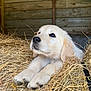 puppy, golden_retriever, dog, hay, barn, wooden_wall, animal, pet, cute, fluffy, young, resting, indoors, fur, snout, paws, ears, nostrils, closeup, relaxed