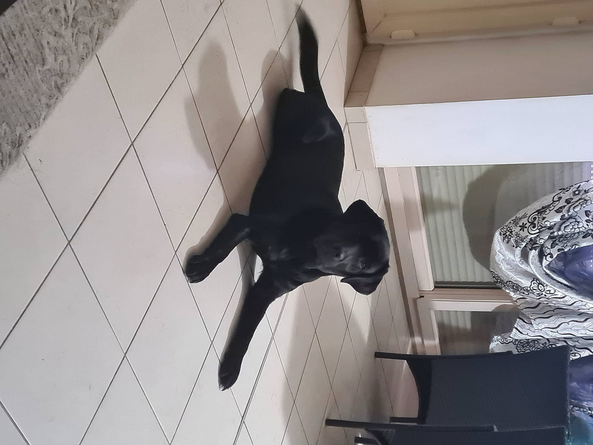 Night a rejoint le concours — aidez-le/la à gagner de superbes lots ! black_cat, canidae, carnivore, domestic_short_haired_cat, felidae, floor, flooring, foot, fur, grey, human_leg, monochrome, monochrome_photography, room, shadow, small_to_medium_sized_cats, sporting_group, tail, whiskers, wood