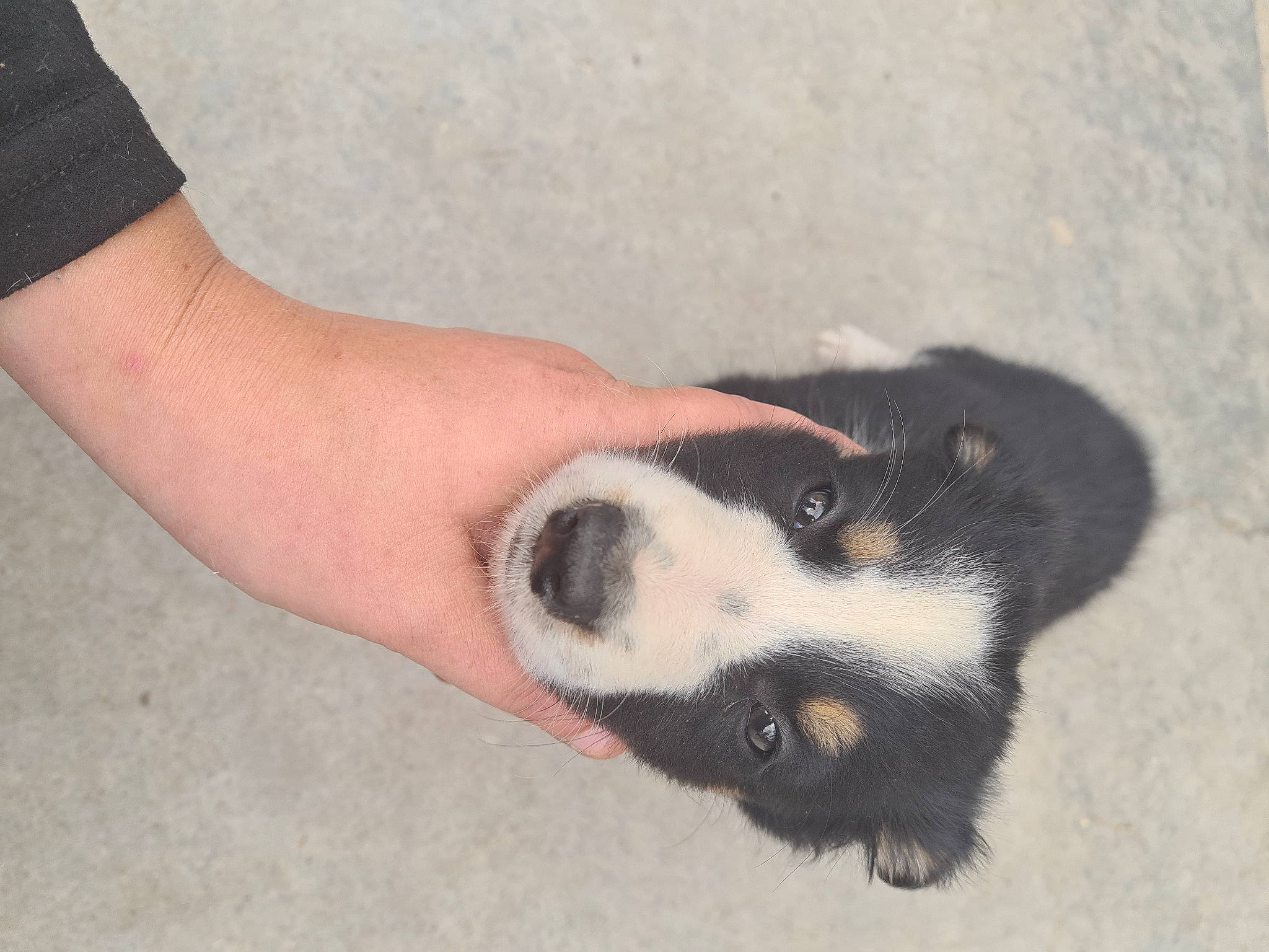 Stitch participe au concours pour gagner de l'argent avec cette photo : automotive_tire, carnivore, claw, comfort, companion_dog, dog, dog_breed, foot, fur, human_leg, nail, paw, snout, sporting_group, terrestrial_animal, tire, toe, wheel, whiskers, working_animal