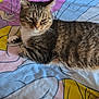 cat, tabby_cat, bed, bedspread, pattern, colorful, striped, fur, resting, indoor, animal, pet, whiskers, paw, relaxed, human_leg, comfort, sleepy, closeup, domestic_cat