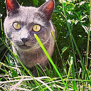 Goku participe au concours pour gagner de l'argent avec cette photo : cat, gray_cat, yellow_eyes, grass, greenery, outdoor, nature, sunlight, animal, pet, whiskers, ears, close_up, curious, feline, mammal, wildlife, flora, daylight, portrait