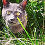 cat, gray_cat, yellow_eyes, grass, greenery, outdoor, nature, sunlight, animal, pet, whiskers, ears, close_up, curious, feline, mammal, wildlife, flora, daylight, portrait