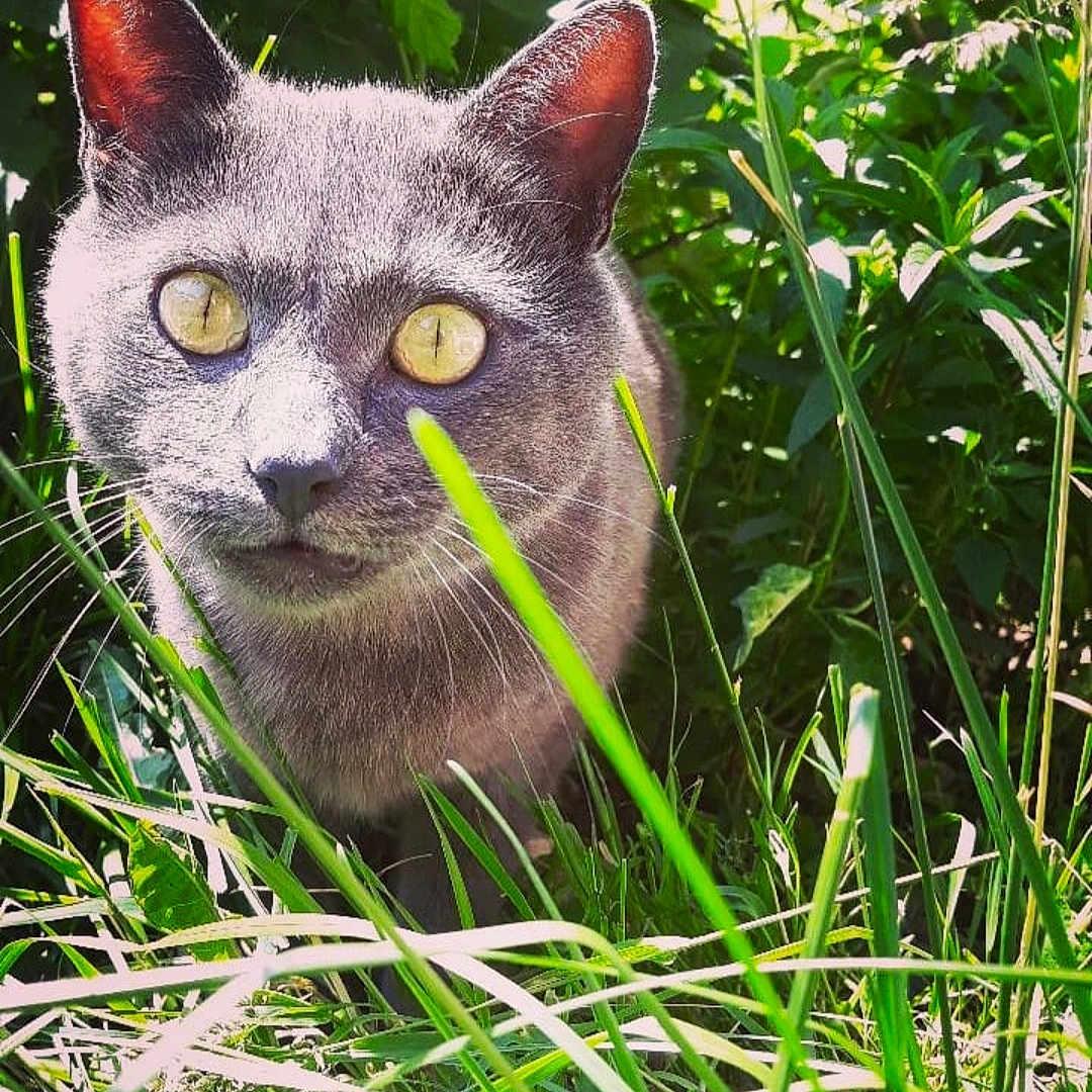 Goku participe au concours pour gagner de l'argent avec cette photo : animal, cat, close_up, curious, daylight, ears, feline, flora, grass, gray_cat, greenery, mammal, nature, outdoor, pet, portrait, sunlight, whiskers, wildlife, yellow_eyes