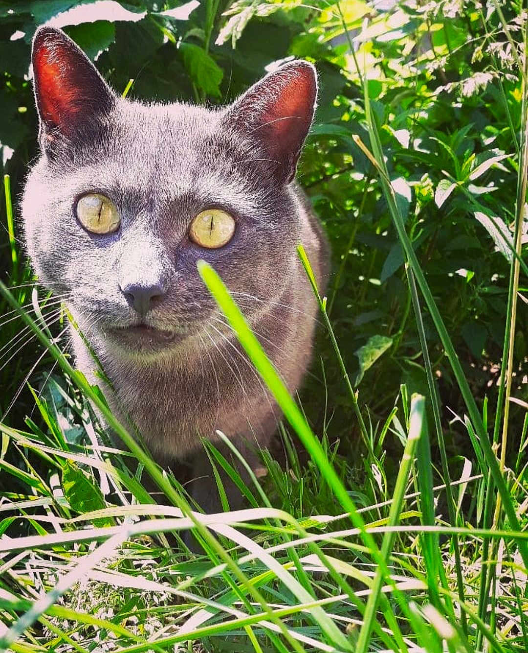 Goku participe au concours pour gagner de l'argent avec cette photo : cat, gray_cat, yellow_eyes, grass, greenery, outdoor, nature, sunlight, animal, pet, whiskers, ears, close_up, curious, feline, mammal, wildlife, flora, daylight, portrait