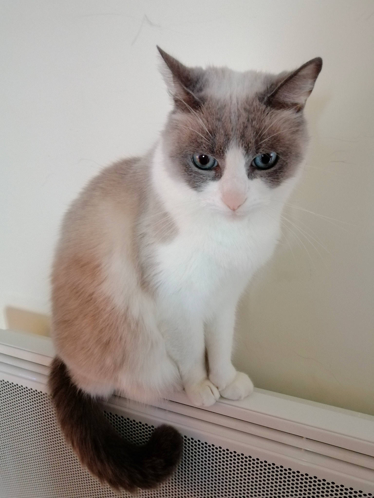 Ivoire a rejoint le concours — aidez-le/la à gagner de superbes lots ! carnivore, cat, cat_supply, domestic_short_haired_cat, fawn, felidae, fur, paw, pet_supply, photo_caption, rectangle, sitting, small_to_medium_sized_cats, snout, tail, whiskers