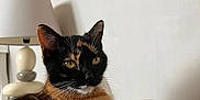 Tya participe au concours pour gagner de l'argent avec cette photo : cat, calico_cat, feline, pet, animal, indoor, lamp, cushion, fur, whiskers, ears, eyes, relaxing, resting, home, domestic, cute, mammal, pattern, comfort