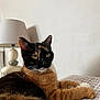cat, calico_cat, feline, pet, animal, indoor, lamp, cushion, fur, whiskers, ears, eyes, relaxing, resting, home, domestic, cute, mammal, pattern, comfort