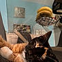 cat, calico_cat, relaxed, lying_down, whiskers, indoor, kitchen, bananas, fruit_basket, clock, furniture, home, pet, close_up, sleepy, fur, ears, nose, paw, domestic_animal