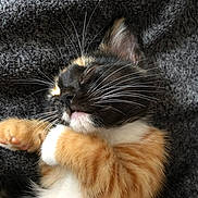 Tya a rejoint le concours — aidez-le/la à gagner de superbes lots ! cat, kitten, calico, sleeping, whiskers, paw, fur, closeup, resting, cozy, blanket, soft, cute, pet, animal, feline, relaxing, indoor, young, adorable