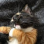 cat, kitten, calico, sleeping, whiskers, paw, fur, closeup, resting, cozy, blanket, soft, cute, pet, animal, feline, relaxing, indoor, young, adorable