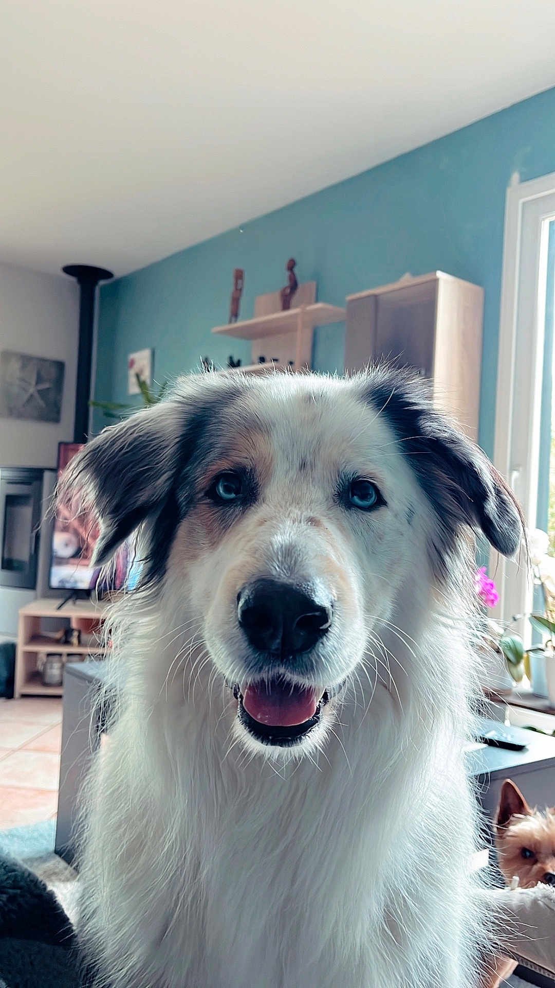 Pêche a rejoint le concours — aidez-le/la à gagner de superbes lots ! dog, blue_eyes, white_fur, happy, pet, indoor, living_room, furniture, window, plant, small_dog, tongue_out, close_up, cute, fur, domestic_animal, portrait, animal_face, canine, home