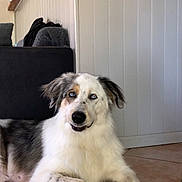 Pêche participe au concours pour gagner de l'argent avec cette photo : dog, indoor, floor, tile, white_wall, couch, relaxed, fluffy, pet, canine, fur, laying_down, brown_spots, black_nose, ears, paw, home, cozy, light, smile