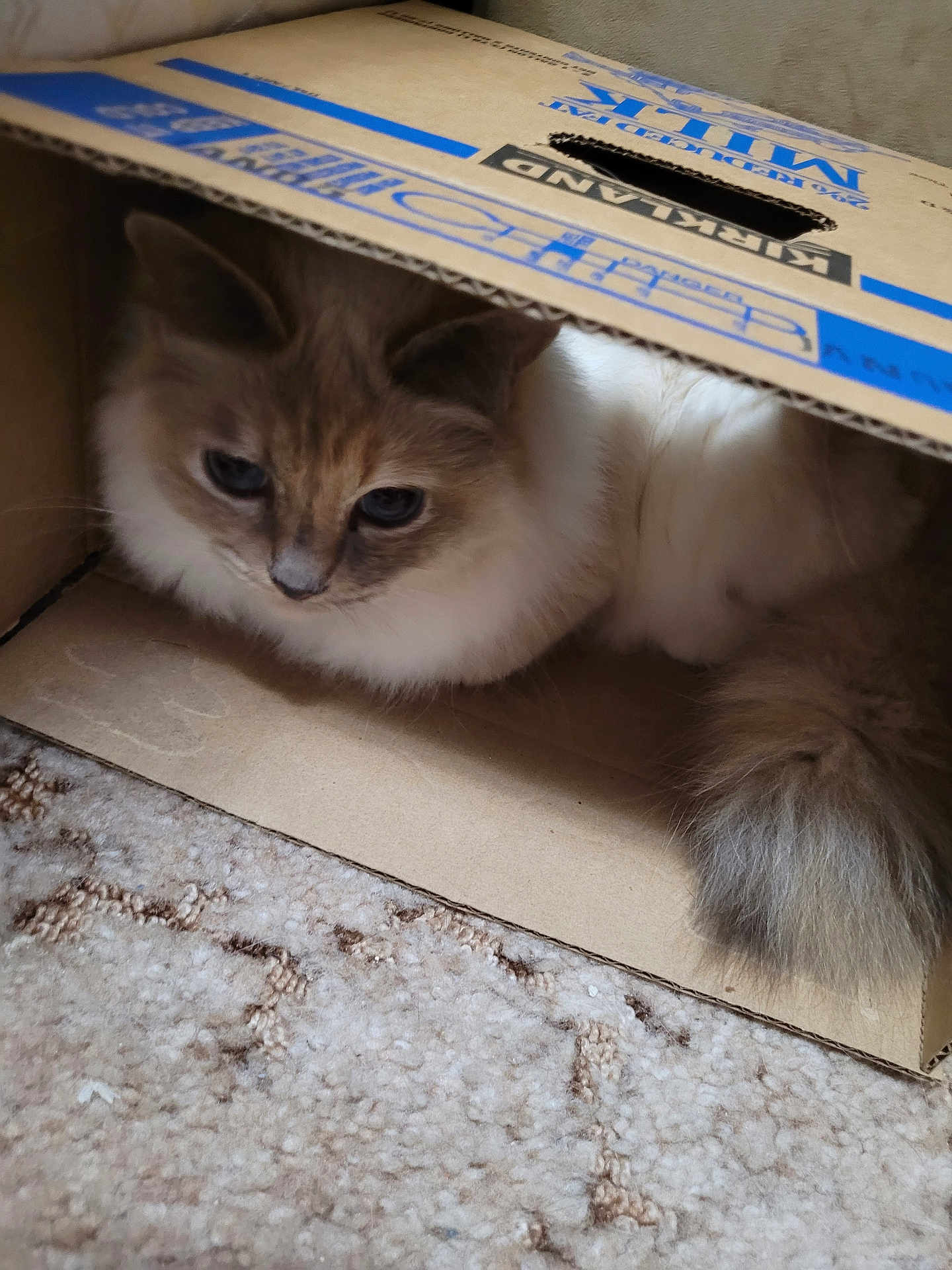 Mocha is registered to the contest to win money with this photo: cat, fluffy, cardboard_box, pet, animal, indoor, curious, feline, cozy, carpet, resting, cute, fur, whiskers, tail, home, closeup, mammal, domestic, relaxed