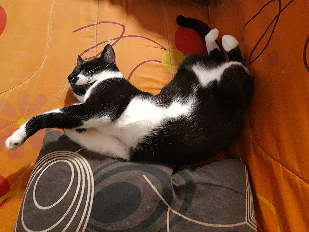 Ryu a rejoint le concours — aidez-le/la à gagner de superbes lots ! audio_equipment, bag, black_cat, carnivore, cat, claw, comfort, domestic_short_haired_cat, felidae, flooring, foot, fur, lap, paw, small_to_medium_sized_cats, snout, tail, whiskers