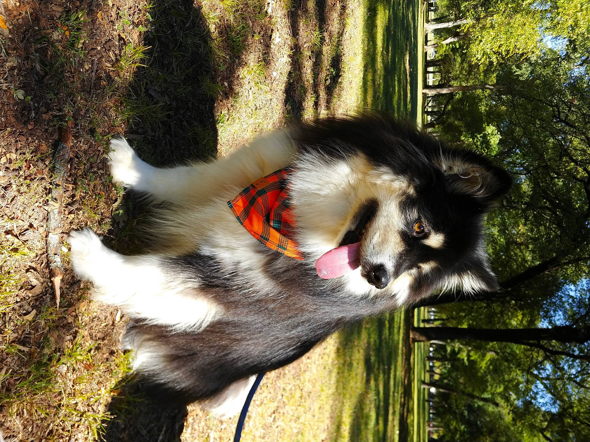 Evey Taylor joined the competition — help win amazing prizes! canidae, carnivore, dog_breed, drill, felidae, fur, jungle, lemur, mandrill, marsupial, plant, primate, small_to_medium_sized_cats, snout, tail, terrestrial_animal, tree, trunk, whiskers, wildlife