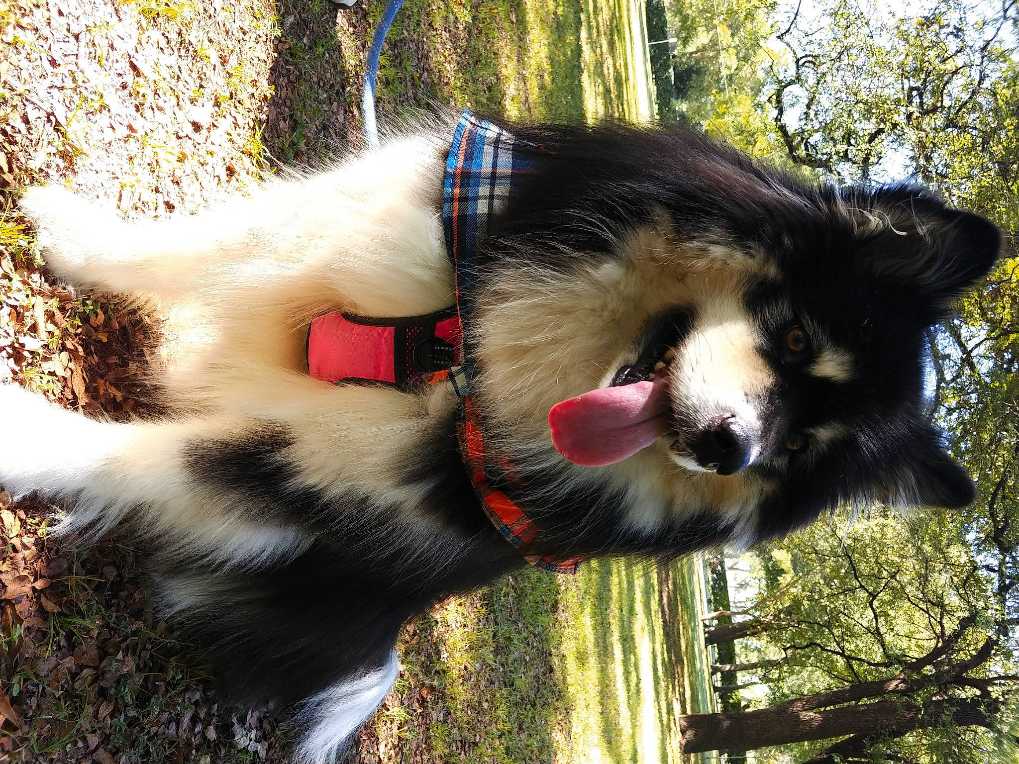 Evey Taylor is registered to the contest to win money with this photo: canidae, canis, carnivore, collar, companion_dog, dog, dog_breed, fur, grass, mammal, plant, snout, sporting_group, tail, terrestrial_animal, tree, vertebrate, whiskers, wildlife, working_dog