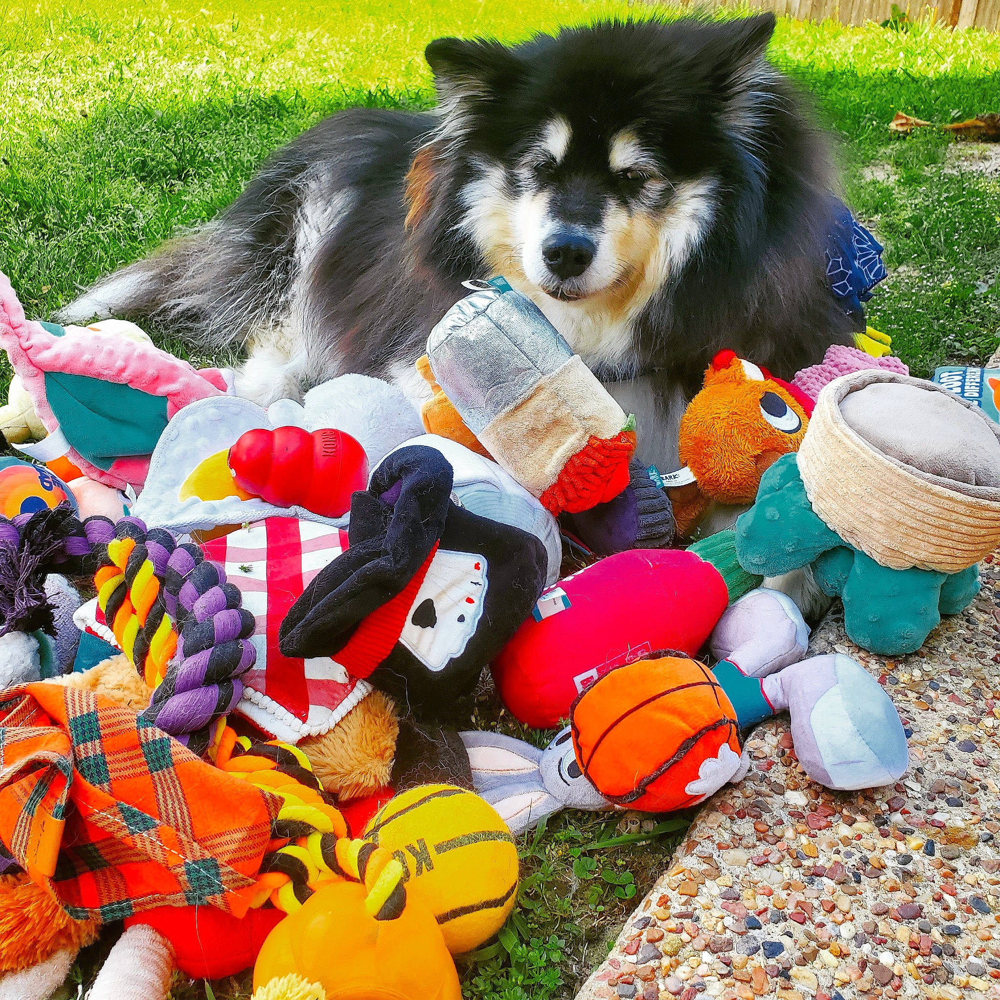 Evey Taylor is registered to the contest to win money with this photo: border_collie, calabaza, canidae, carnivore, companion_dog, dog, dog_breed, dog_supply, fun, fur, grass, hat, herding_dog, leisure, pumpkin, recreation, sporting_group, stuffed_toy, toy_dog, working_animal