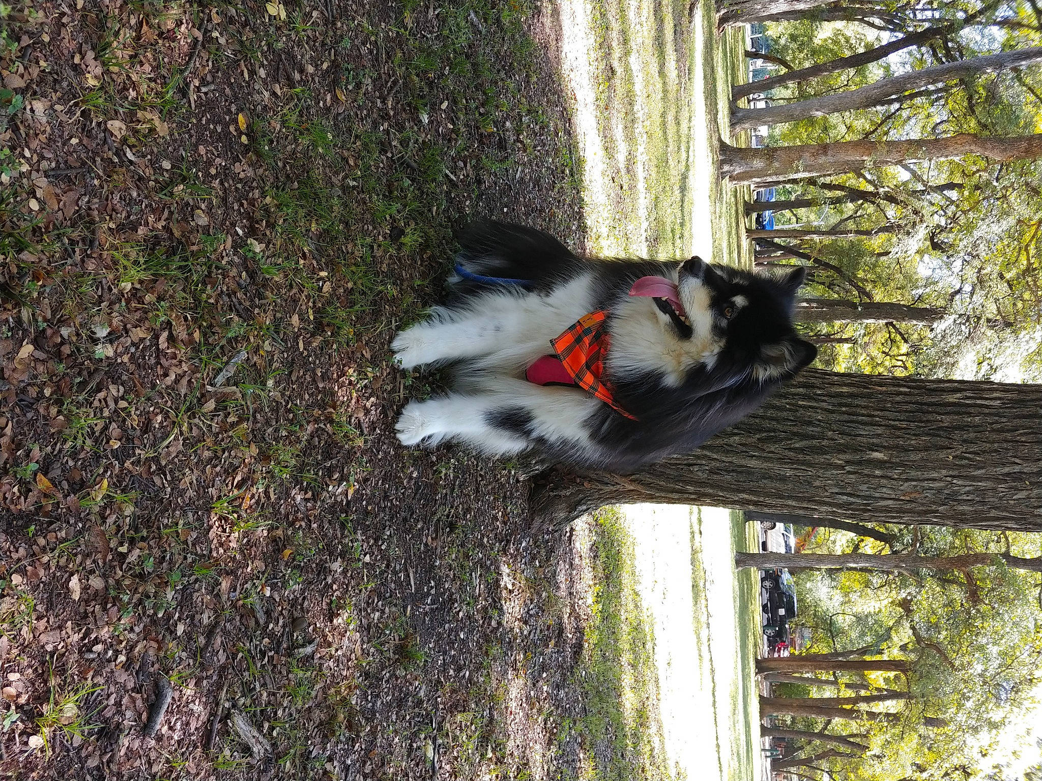 Evey Taylor joined the competition — help win amazing prizes! canidae, carnivore, dog, dog_breed, grass, opossum, plant, soil, sporting_group, tail, tree, trunk, twig, vehicle, wildlife, window, wood