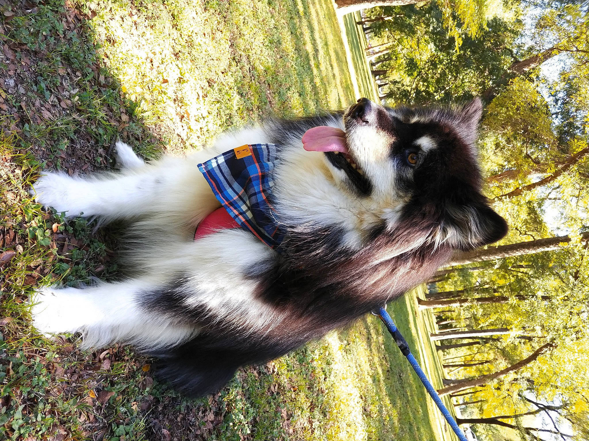 Evey Taylor joined the competition — help win amazing prizes! botany, canidae, carnivore, collar, companion_dog, dog, dog_breed, fawn, fur, grass, pet_supply, plant, shadow, snout, sporting_group, tail, terrestrial_animal, tree, whiskers, wildlife