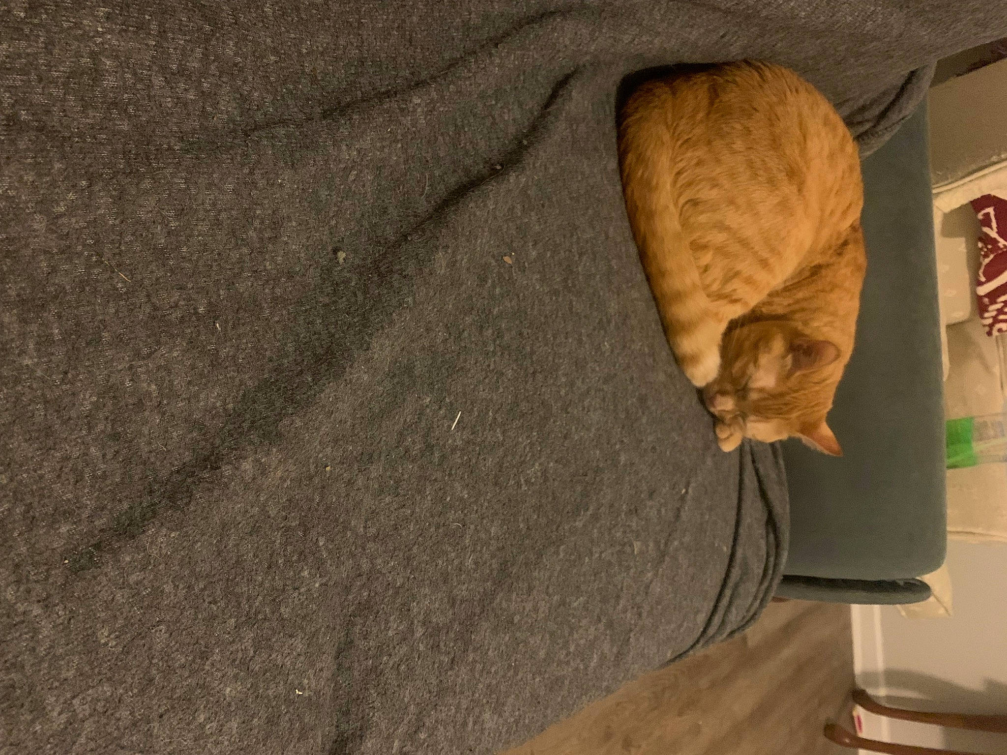 Daisy Jo is registered to the contest to win money with this photo: ancient_history, art, artifact, carving, cat, fawn, felidae, flooring, fur, hardwood, linens, pattern, plywood, rock, sculpture, small_to_medium_sized_cats, statue, visual_arts, whiskers, wood