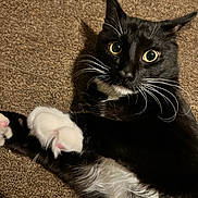 Sylvester joined the competition — help win amazing prizes! cat, tuxedo_cat, black_and_white, pet, animal, whiskers, yellow_eyes, green_eyes, white_paws, pink_paw_pads, long_whiskers, fur, lying_down, carpet, indoor, close_up, portrait, alert, cute, funny_pose