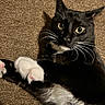 cat, tuxedo_cat, black_and_white, pet, animal, whiskers, yellow_eyes, green_eyes, white_paws, pink_paw_pads, long_whiskers, fur, lying_down, carpet, indoor, close_up, portrait, alert, cute, funny_pose