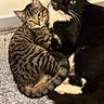 Sylvester is registered to the contest to win money with this photo: cats, tabby_cat, tuxedo_cat, kitten, pet, feline, animal, snuggling, sleeping, portrait, indoors, rug, textured_surface, black_and_white, striped_fur, whiskers, yellow_eyes, cozy, cuddling, home