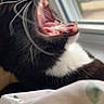 Sylvester is registered to the contest to win money with this photo: cat, black_and_white_cat, pet, animal, whiskers, open_mouth, teeth, pink_tongue, feline, fur, window, indoors, blanket, close_up, motion_blur, dramatic, funny, portrait, daylight, home