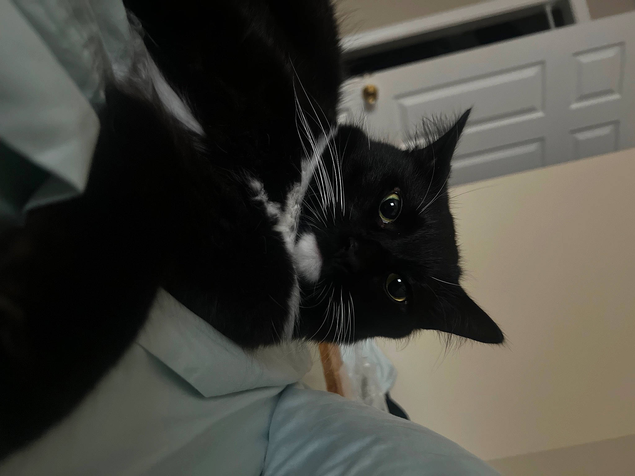 Sylvester