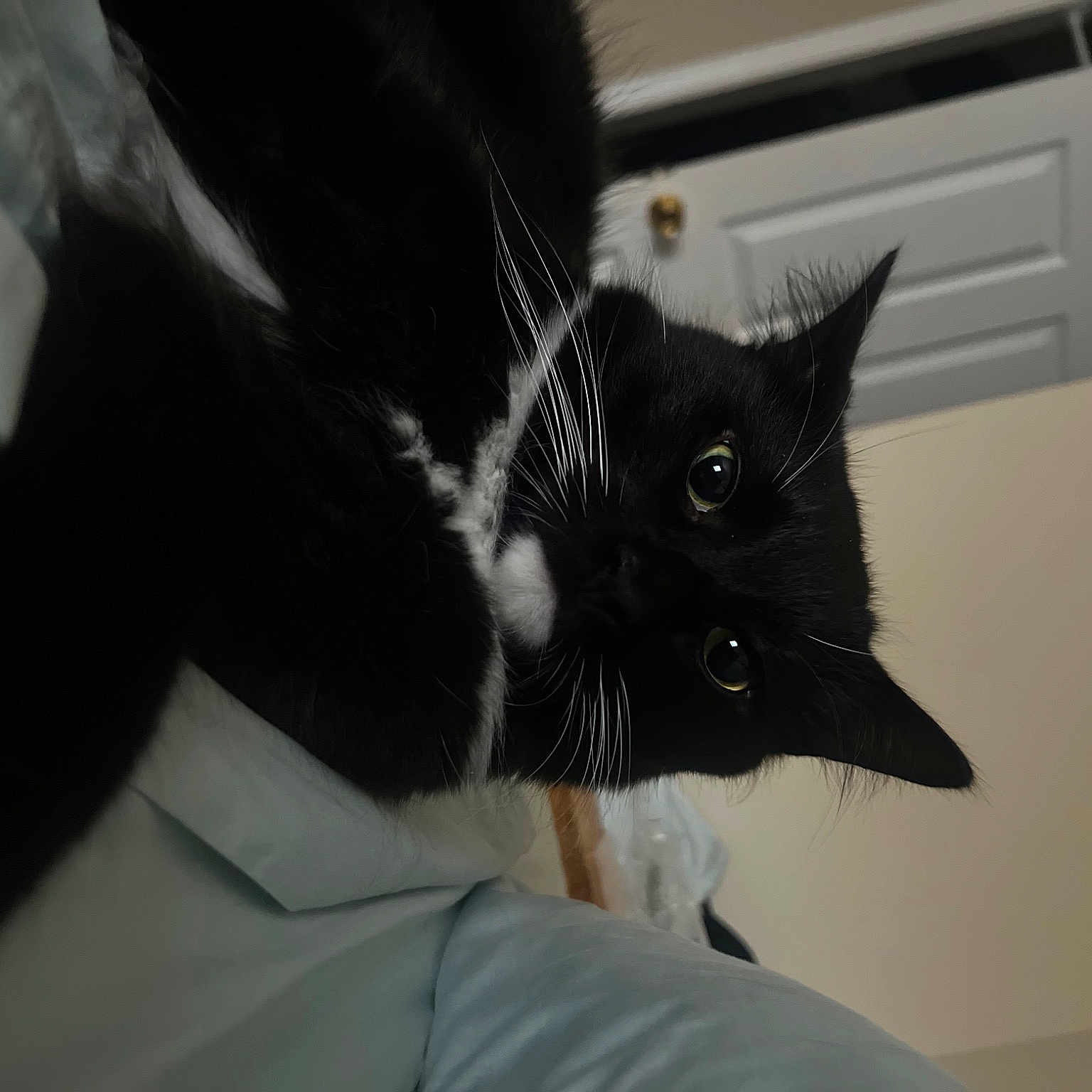 Sylvester