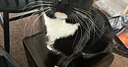 Sylvester is registered to the contest to win money with this photo: cat, tuxedo_cat, black_and_white, pet, feline, animal, yellow_eyes, whiskers, sitting, portrait, indoor, home, chair, plastic_bin, carpet, furniture, close_up, alert, cute, funny
