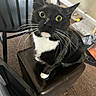 cat, tuxedo_cat, black_and_white, pet, feline, animal, yellow_eyes, whiskers, sitting, portrait, indoor, home, chair, plastic_bin, carpet, furniture, close_up, alert, cute, funny