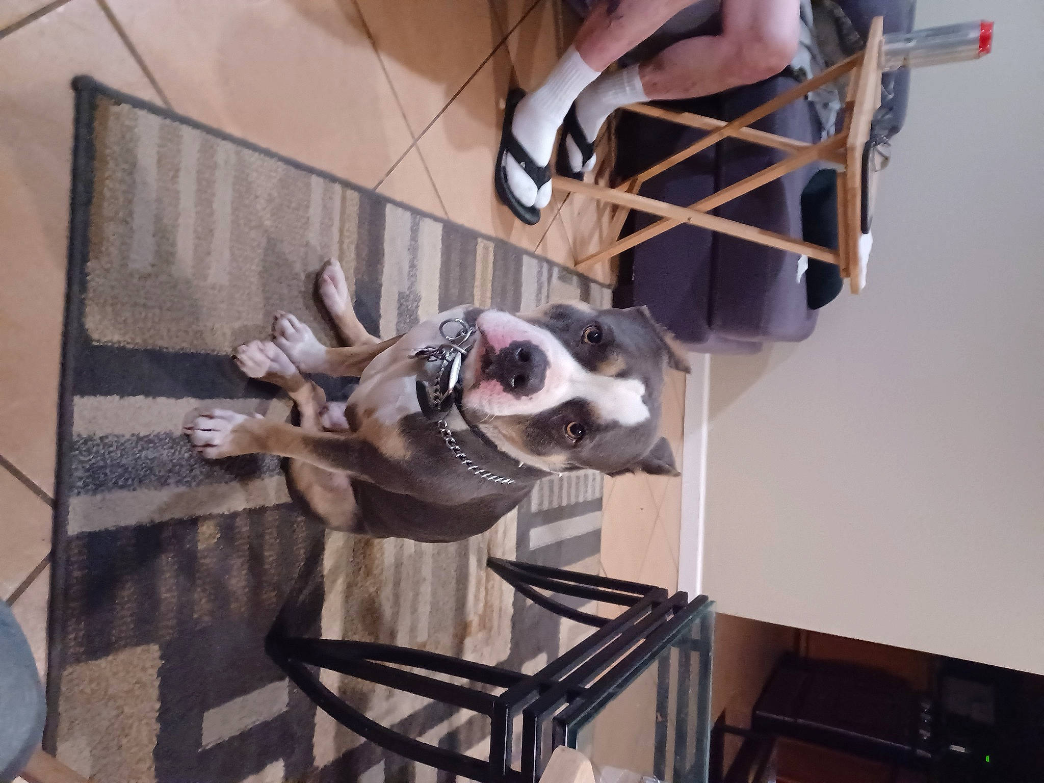 Bruiser joined the competition — help win amazing prizes! art, carnivore, collar, companion_dog, dog, dog_breed, dog_collar, dog_supply, eyewear, fawn, flooring, foot, human_leg, knee, metal, pet_supply, room, thigh, visual_arts, working_animal