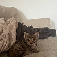 Grisou a rejoint le concours — aidez-le/la à gagner de superbes lots ! kitten, cat, pet, animal, feline, couch, blanket, indoor, cute, fur, small, young, tabby, cozy, resting, adorable, home, relaxed, soft, comfort