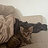 kitten, cat, pet, animal, feline, couch, blanket, indoor, cute, fur, small, young, tabby, cozy, resting, adorable, home, relaxed, soft, comfort
