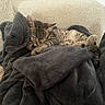 kitten, cat, sleeping, blanket, gray_blanket, beige_couch, cozy, fur, tabby, pet, indoor, resting, cute, small, animal, domestic_cat, soft_texture, relaxation, nap, feline