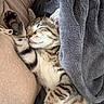 kitten, sleeping, tabby, paw, blanket, cozy, fur, whiskers, cute, resting, pet, feline, soft, cushion, indoors, relaxed, closeup, nap, animal, comfort